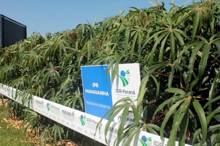 IDR-Paraná apresenta cultivares de mandioca, soja e maracujá
