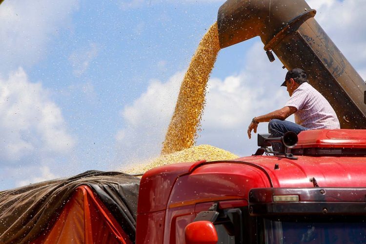 Colheita da primeira safra de milho avança no  Paraná e já chega a mais de 60 mil hectares