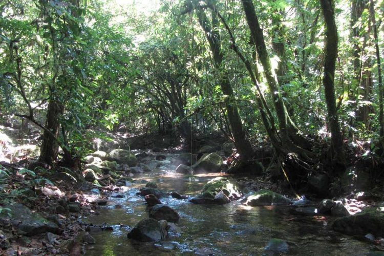 Com 315 Reservas Particulares do Patrimônio  Natural, Paraná é referência em conservação