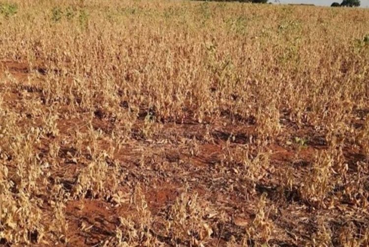 Prefeito Alex Fernandes solicita apoio ao secretário Estadual de Agricultura