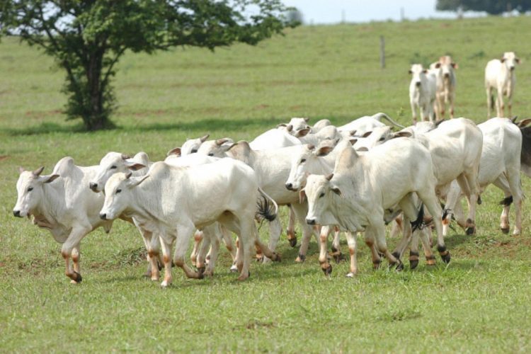 Volta das chuvas ajuda no manejo do rebanho de bovinos no Paraná