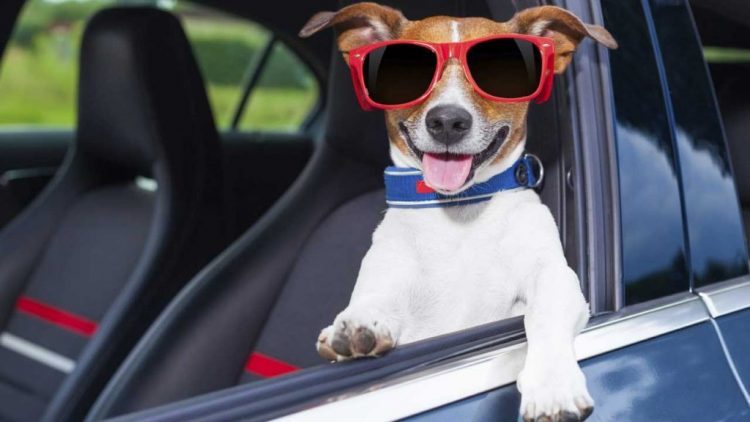 Feriadão chegando e seu pet também merece aproveitar o feriado junto com você e sua família