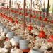 Brasil registra recorde no abate de frangos em 2021