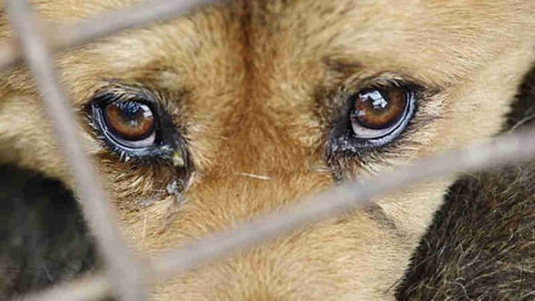 Vigilância em Saúde e GM resgatam animais que sofriam maus-tratos no Conjunto Dona Josefa