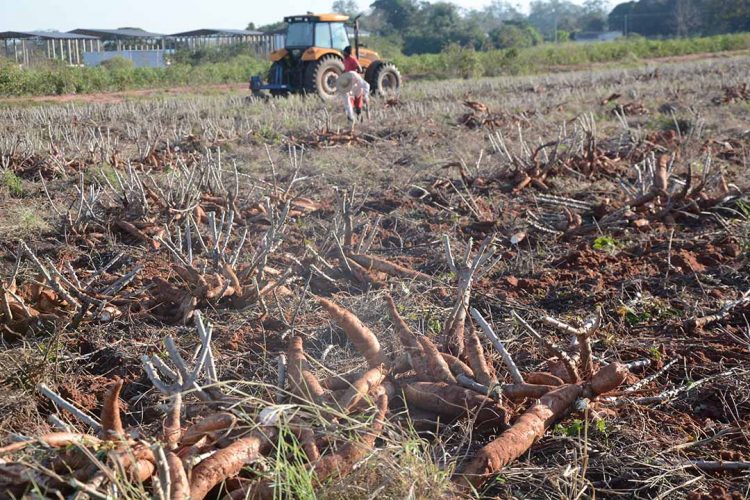 Tonelada da raiz de mandioca atinge maior preço de 2022 e chega a R$ 812