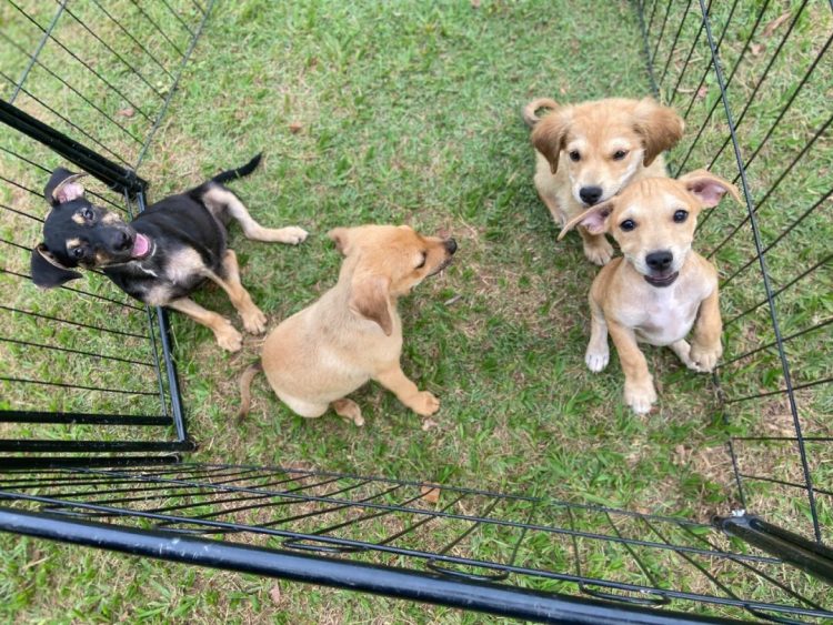 Adoção responsável