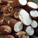 Produtores de mandioca retomam colheita no Paraná
