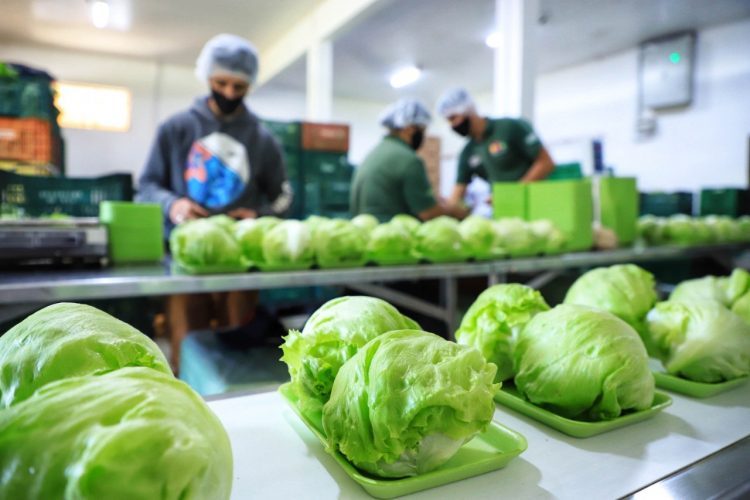 Homologada chamada pública de compras da  agricultura familiar para alimentação escolar