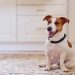 Saiba como cuidar da saúde mental do seu cachorro