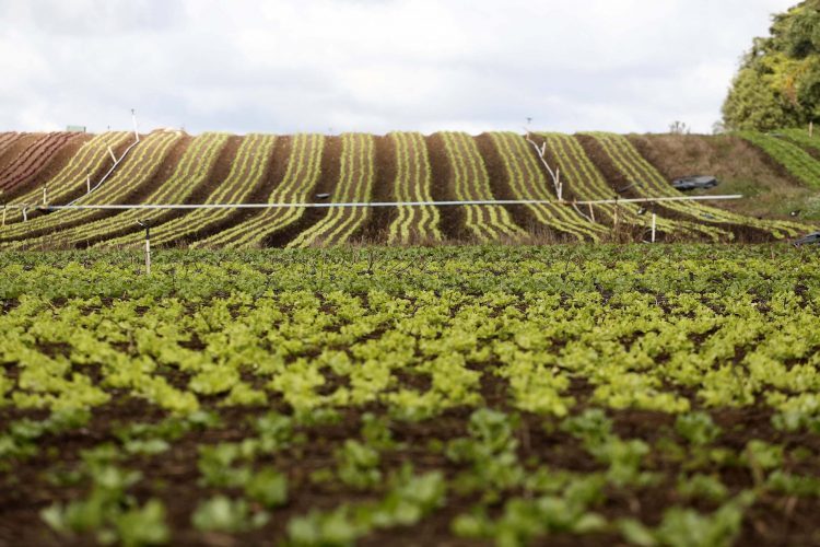 Estado e Crea-PR modernizam sistema de controle da subvenção do prêmio do seguro rural