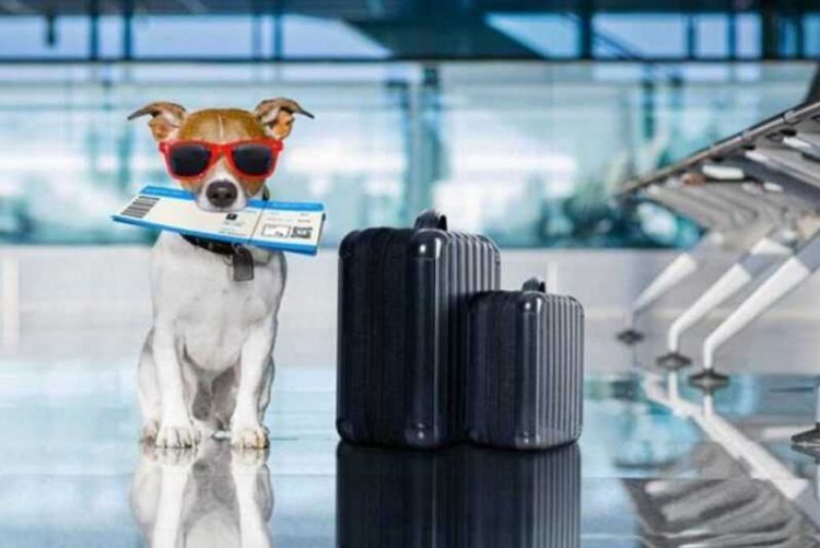 Cuidados que devem ser observados ao levar um pet para viajar de avião