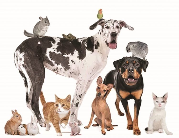 Declaração Universal dos Direitos dos Animais