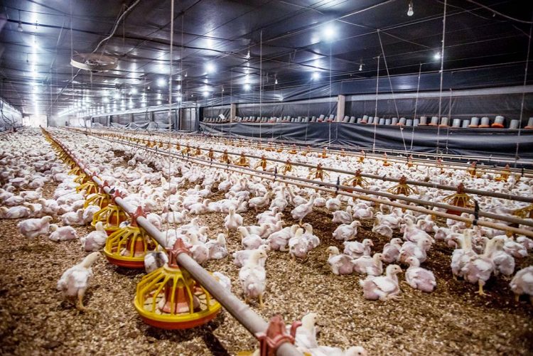 Custos de produção de suínos e de frangos  de corte já subiram mais de 10% no ano