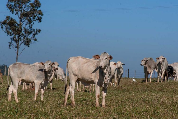 Ladrões furtam quase trinta cabeças  de gados em São Carlos do Ivaí