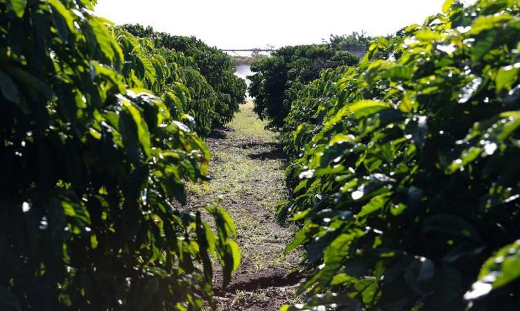 15,8% dos produtores rurais estavam inadimplentes em março