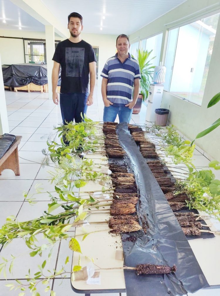 Prefeitura irá distribuir mudas de árvores nativas para moradores