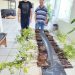 Prefeitura irá distribuir mudas de  árvores nativas para moradores
