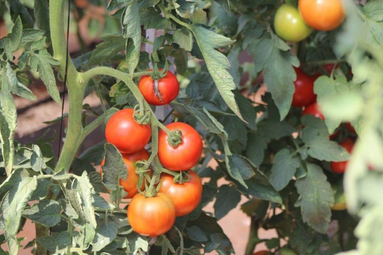 IDR-Paraná busca novas tecnologias para impulsionar a agricultura orgânica