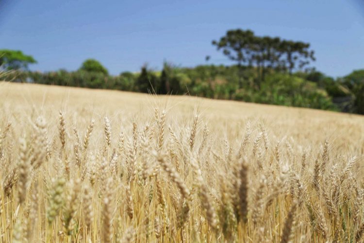 Boletim agropecuário analisa impacto do reajuste do trigo no preço do pão francês