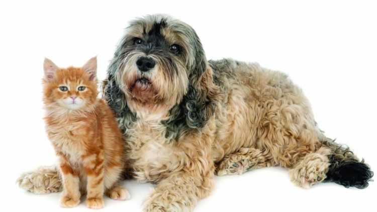 Prisões de SP receberão cães e gatos abandonados para presos cuidarem