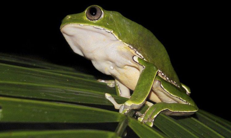Pesquisa encontra indícios de biopirataria de conhecimentos indígenas