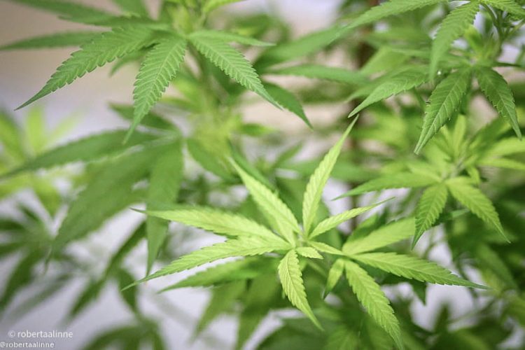 Justiça autoriza paciente a entrar no Brasil com 300 g de maconha