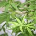 Justiça autoriza paciente a entrar no Brasil com 300 g de maconha