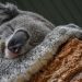 Conheça os 10 animais mais fofos do mundo