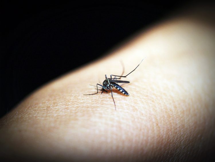 Paraná declara epidemia de dengue