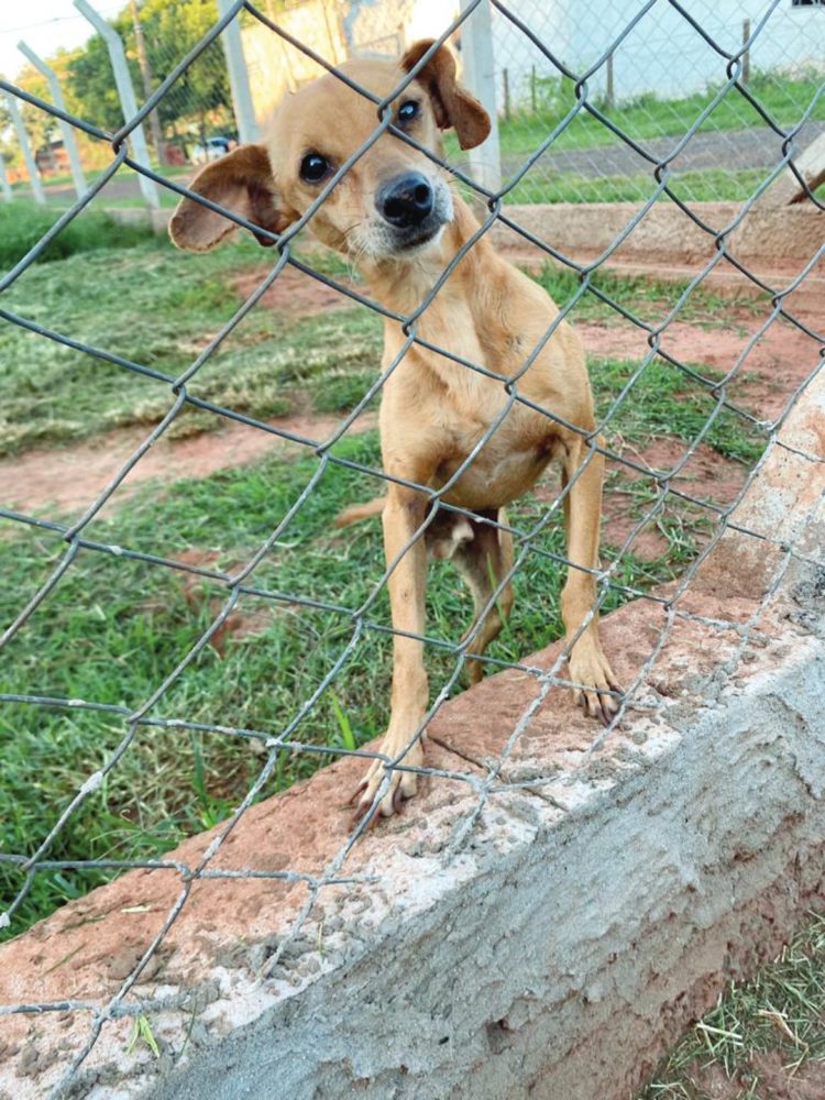 Adoção responsável