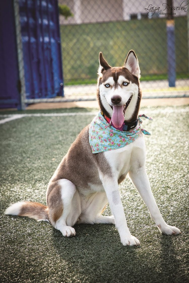 Trinta frases de cachorros sobre amor e amizade