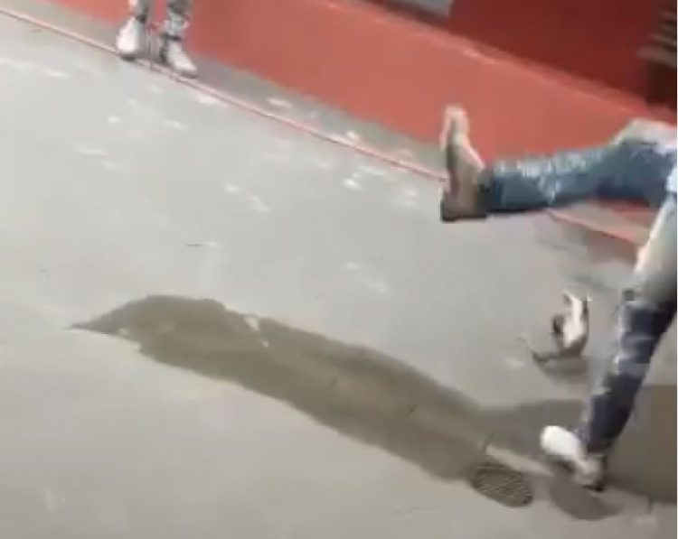 Homem chuta gambá e pode pagar até R$ 4mil por maus tratos