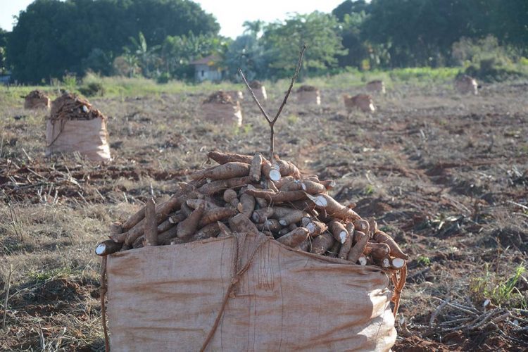 Mercado da mandioca passa por momento de estabilidade