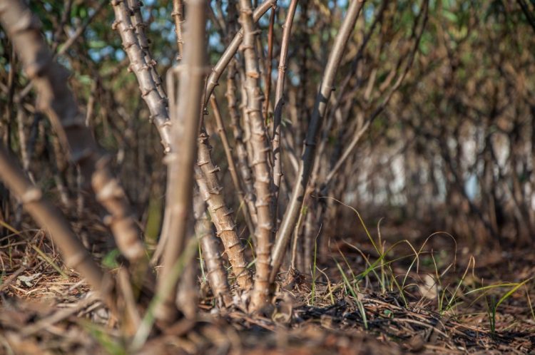 Embrapa e UEM lançam variedade de mandioca  de mesa considerada uma das melhores do Brasil