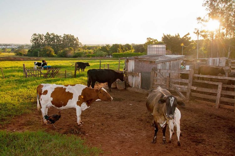 Produtores rurais têm até 30 de junho  para fazer a atualização dos rebanhos