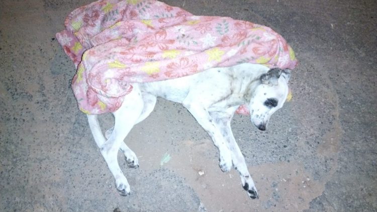 Cachorro é abandonado no frio e sem comida no “lixão” da Vila Operária