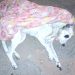 Cachorro é abandonado no frio e sem comida no “lixão” da Vila Operária