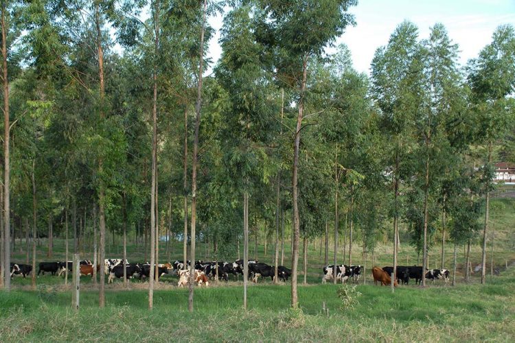 Paraná reafirma compromissos para  reduzir emissões de carbono no setor