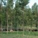 Paraná reafirma compromissos para  reduzir emissões de carbono no setor