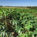 Colheita da mandioca avança e qualidade do produto melhora no Paraná