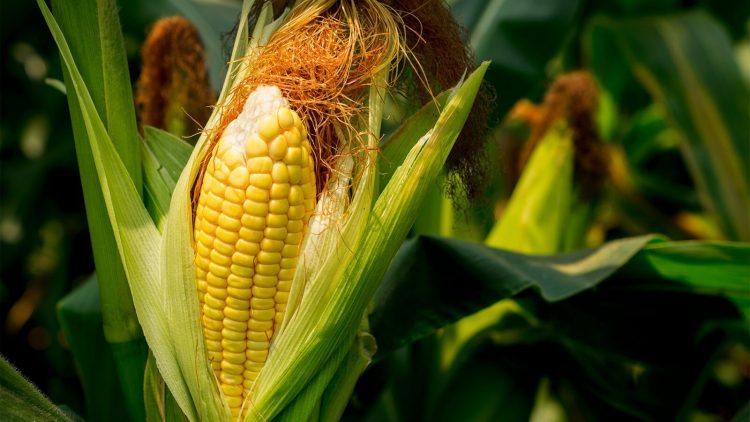 Aumento da umidade do solo favorece cenário para milho segunda safra