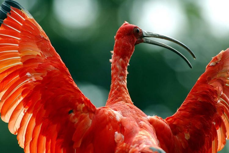 Governo do Paraná lança cartilhas  sobre fauna e turismo ecológico