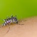 Casos de dengue aumentam 113,7%  nos quatro primeiros meses de 2022