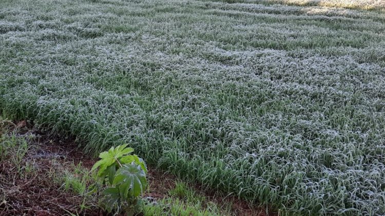 Nesta quarta: Paranavaí tem máxima prevista de 15ºC