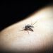 Casos de dengue aumentam 113,7% nos quatro primeiros meses de 2022