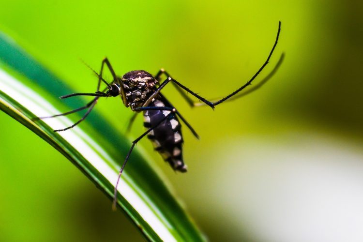 Nova linhagem do vírus da dengue é detectada no Brasil