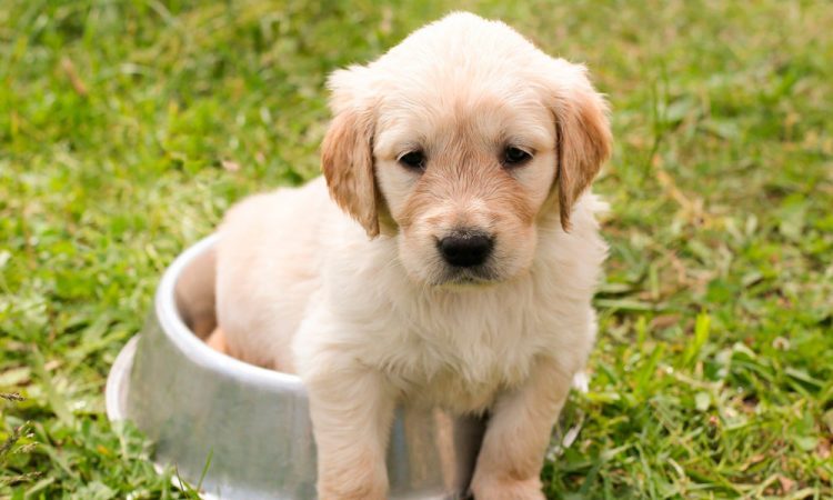 Quatro erros que todo pai ou mãe de pet já cometeu