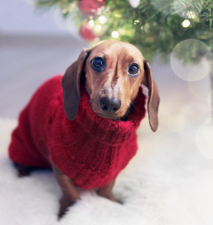 Cuidados com os Pets nos dias frios