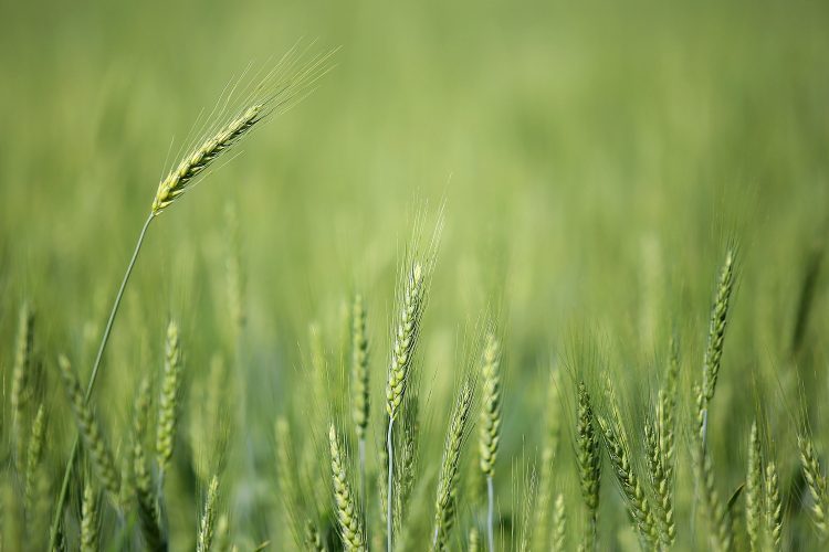 Baixas temperaturas e geadas fracas não provocaram perdas expressivas na agricultura