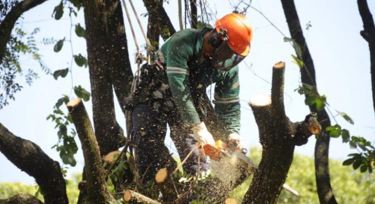 Confira passo a passo para solicitar poda ou corte de árvores em Paranavaí